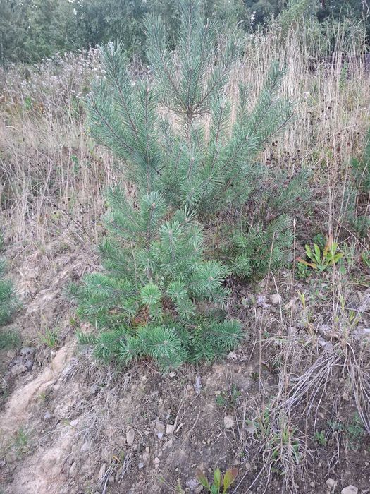 Sosna, brzoza, dąb- drzewka sadzonki