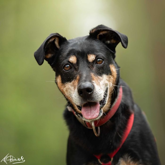 Ratos szuka kochającego domu