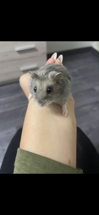 Хомʼяк джунгарик
