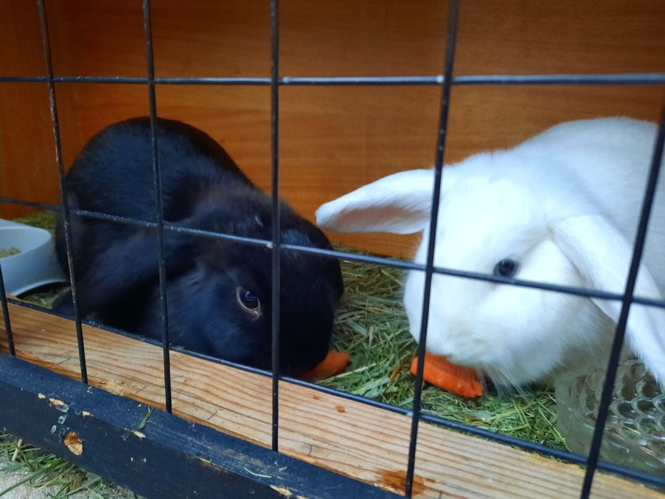 Coelhos anões para oferecer
