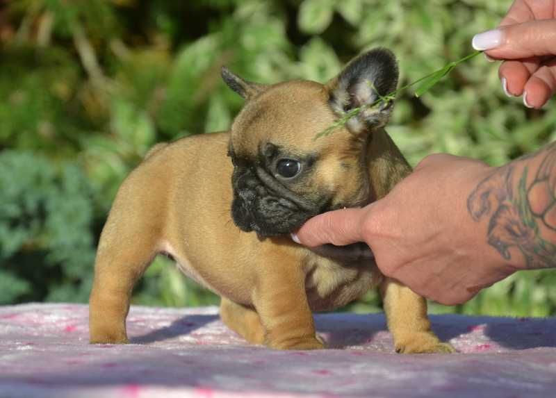Buldog Francuski