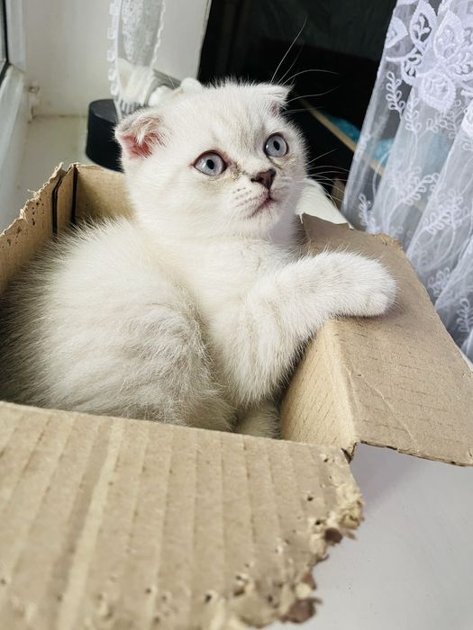 Чистокровні шотландці срібна шиншила