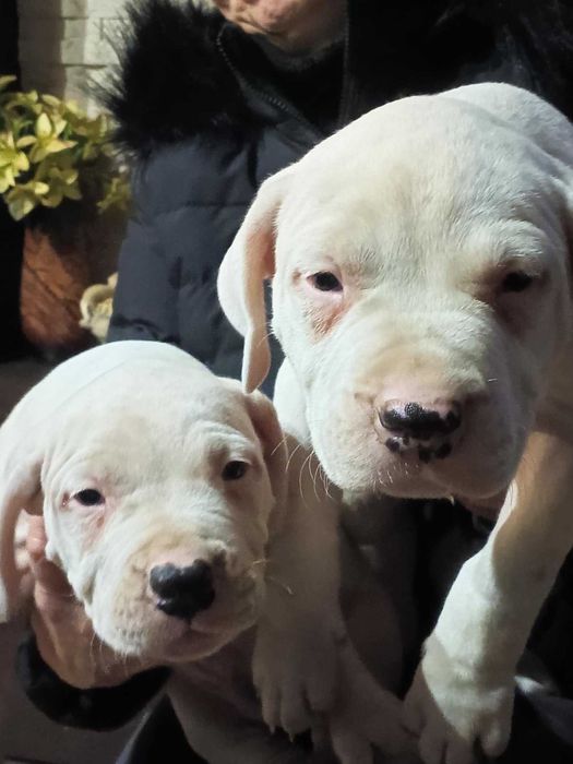 Dog Argentyński  szczenięta