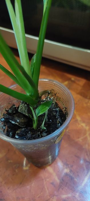 Спатифиллум Нью Ван,пальма веерная,диффенбахия тропик.