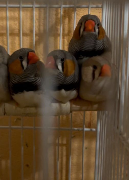 Пташки для душі.