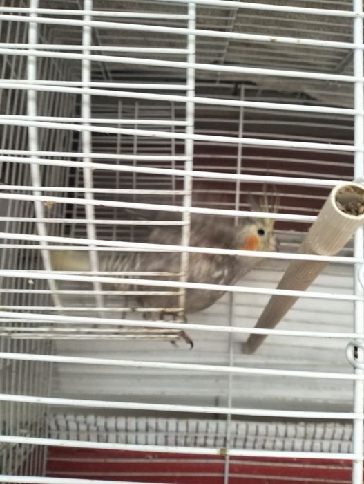 Casal Reprodutor de Caturras