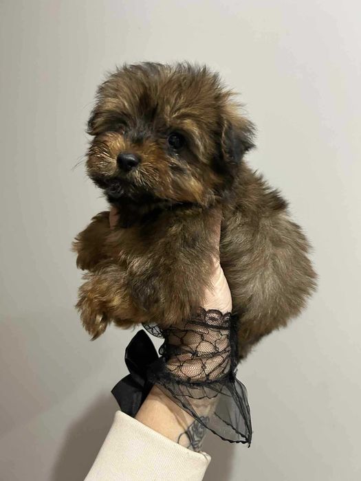 Yorkepoo hybryda pudel pudle maltipoo