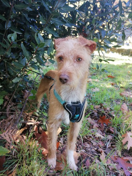 Ricky- cão para adoção responsável