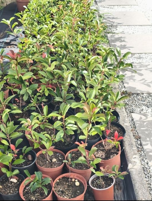 Photinias a 2,50€