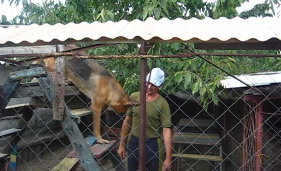Індивідуальні  уроки  з Дресерування собак.