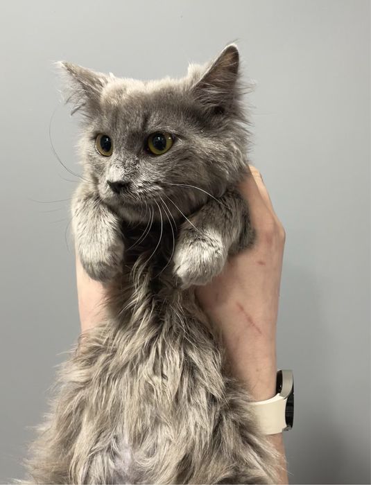 Котенок девочка серая пушистая