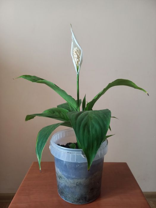 Вазони спатифілум