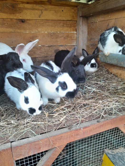 Króliki samce samice