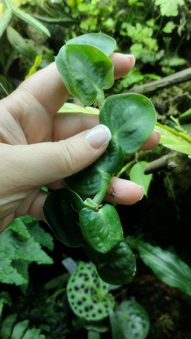 Рафідофора Rhaphidophora celatocaullis