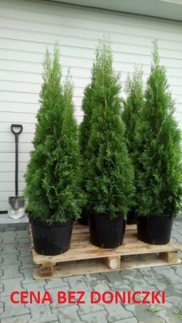 Tuja szmaragd 140-150 cm (tuje, thuje, thuja, iglaki, krzewy)
