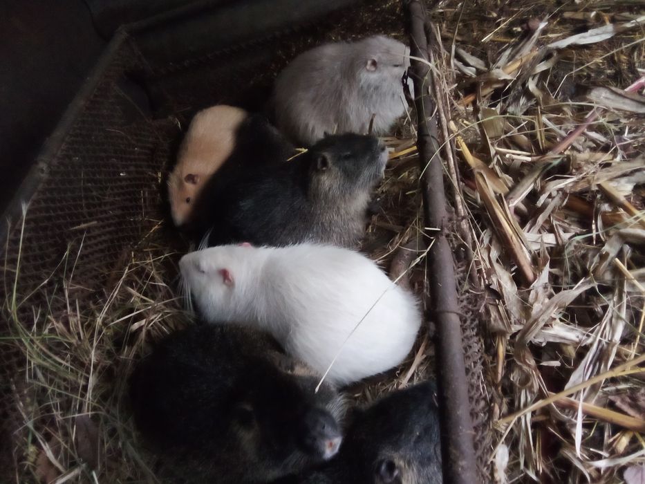 Продам кролів різного