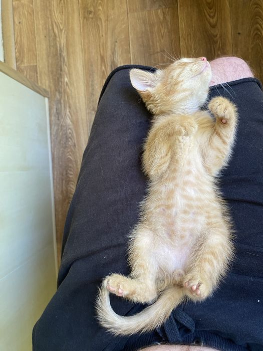 Отдадим в хорошие руки рыженького котенка, мальчик