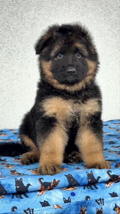 Цуценята німецької вівчарки