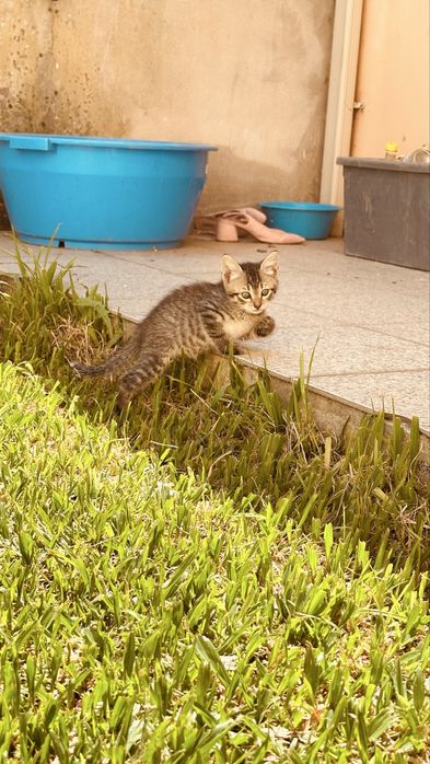 Dá-se gatos para adoção responsável