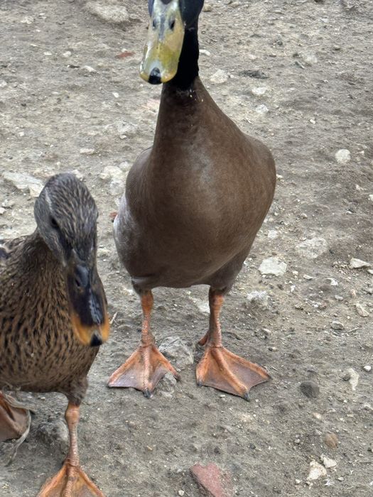 Patos corredores indianos