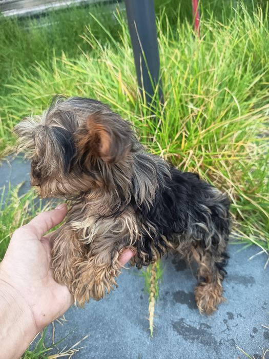 Yorkshire Terrier biewer arlequim miniatura com 4 meses 1kilo e 200