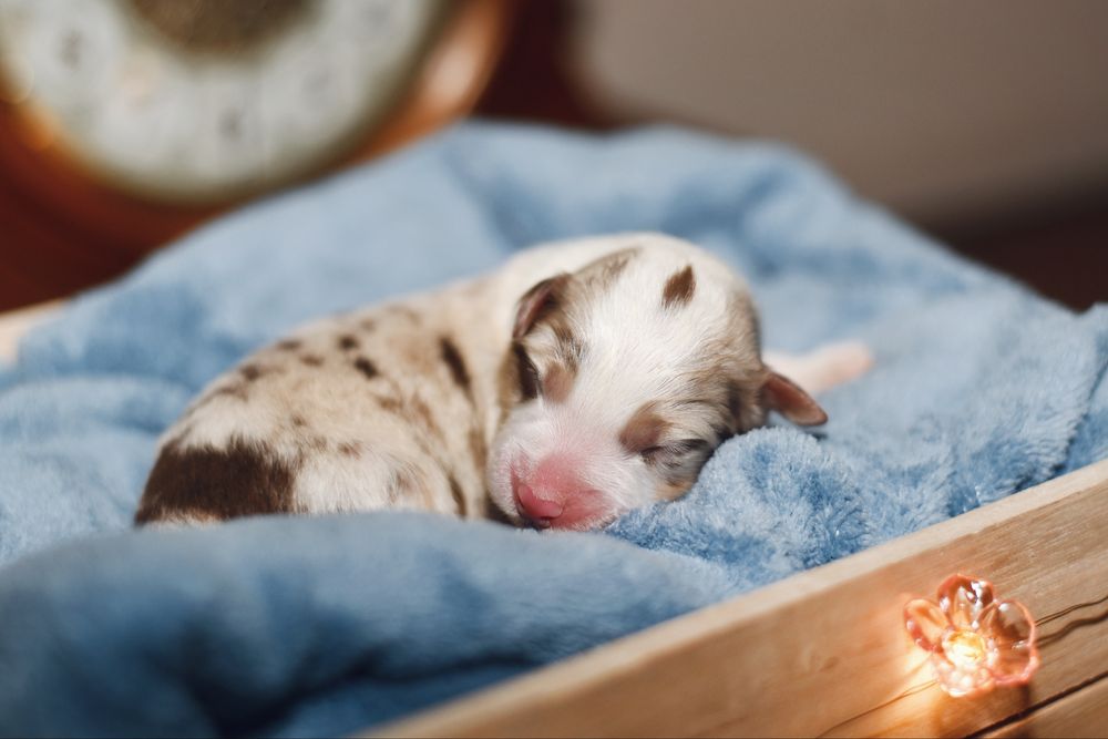 Chłopiec red merle owczarek australijski - odbiór koniec czerwca!