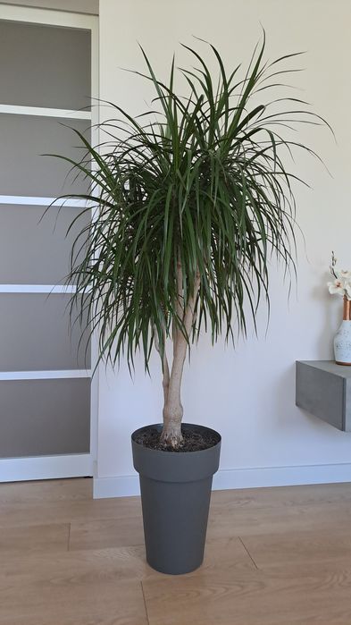 Драцена Маргината 160 см.