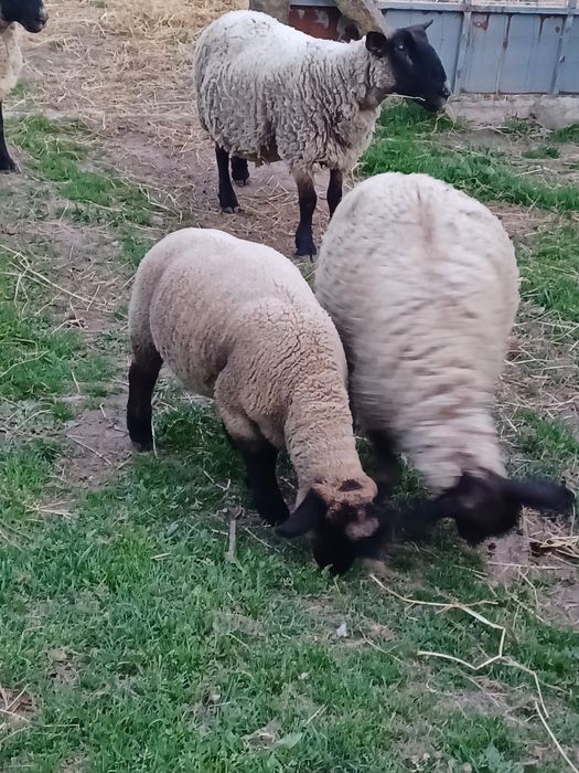 Ovelhas suffolk.