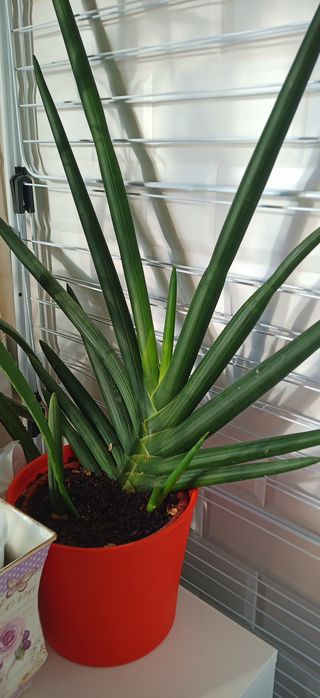 Lança de São Jorge