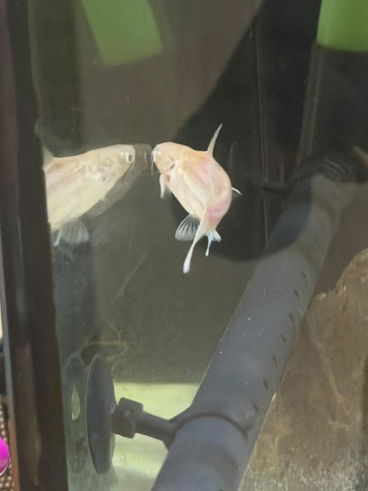 Troco ou vendo pangasius albino .