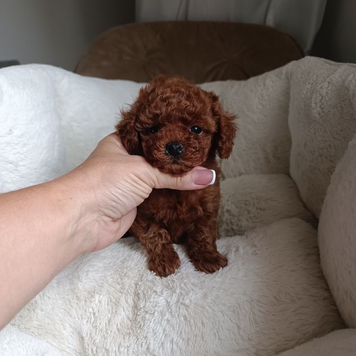 Дввчинка міні той пудель Китай. Ми в Києві