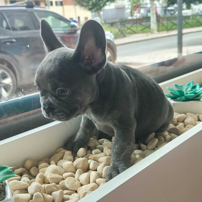 Buldogue francês macho