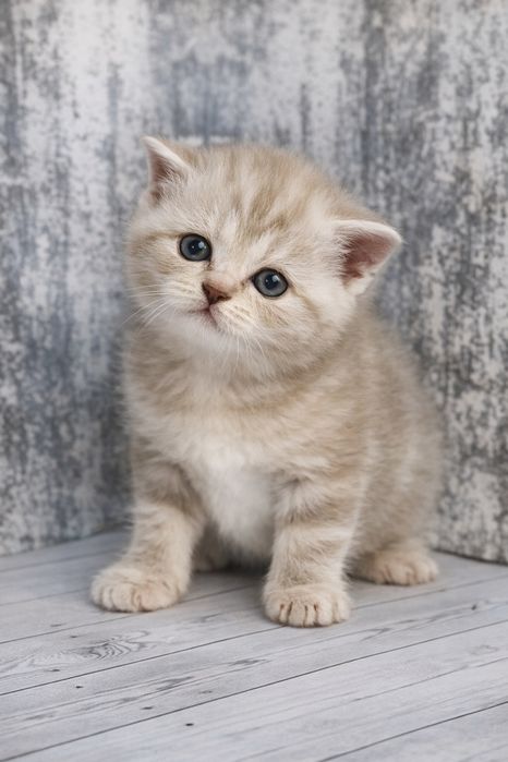 Шотландські кошенята (Scottish Fold / Straight)