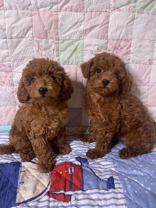 Той пудель (мальчики)