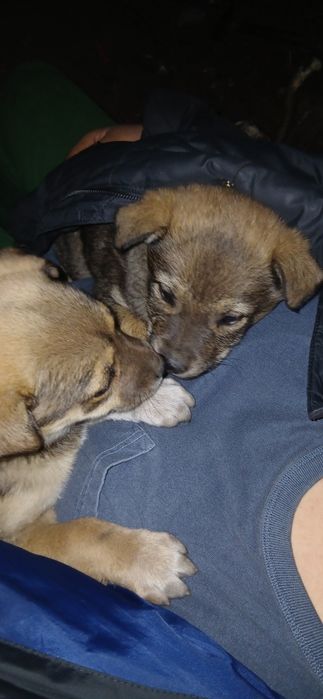 Одадим щенят 2 девочки