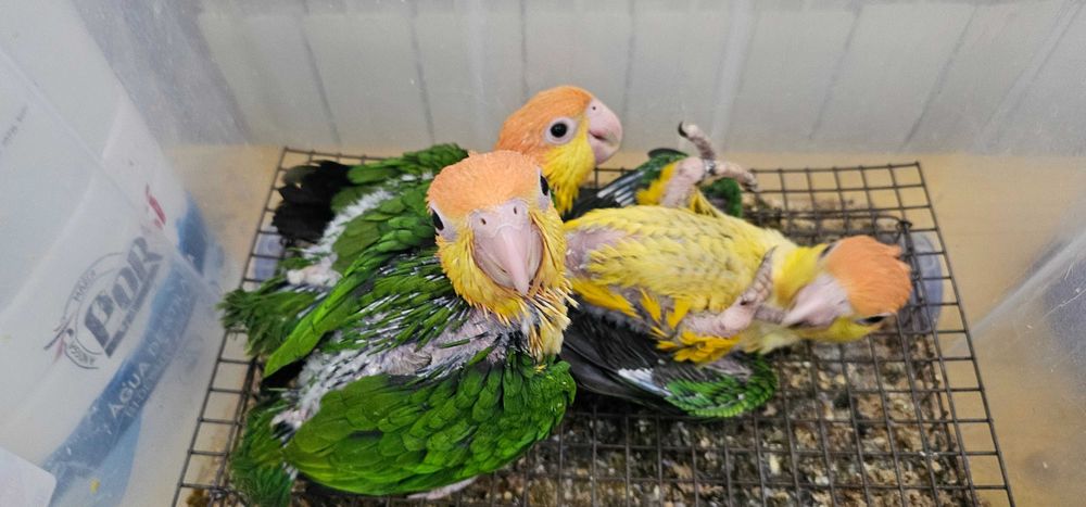 Marianinhas de cabeça amarela
