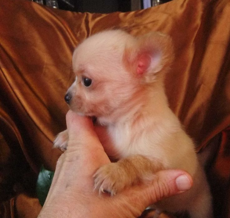 chihuahua mini  pêlo comprido