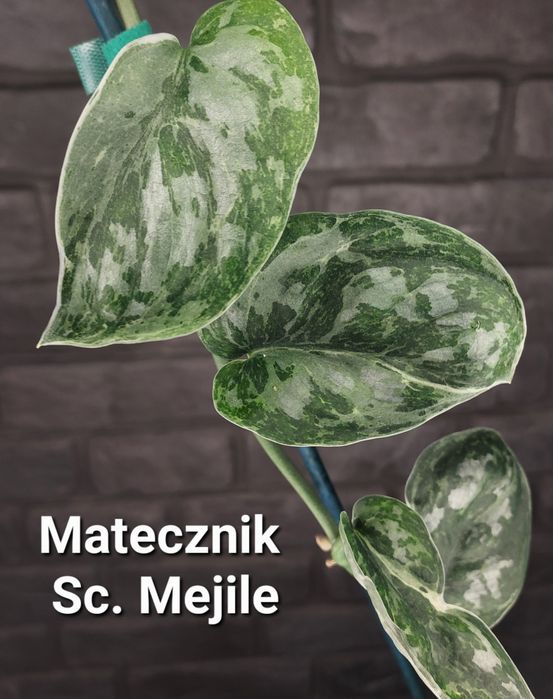 Scindapsus Mejile #3