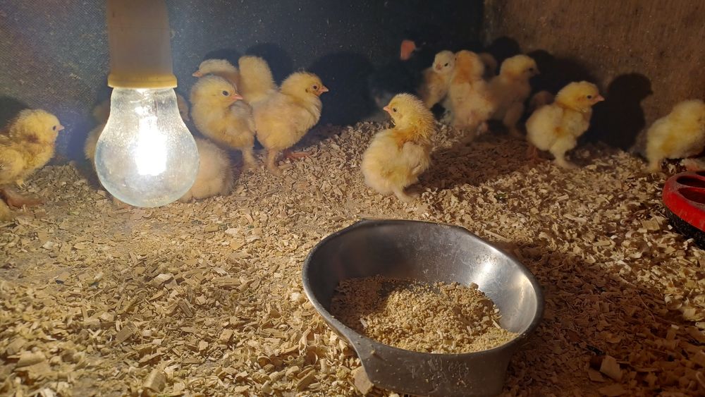 Aves capoeira  brahma light