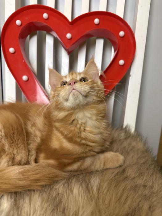 Jamal XL of Coty Coli