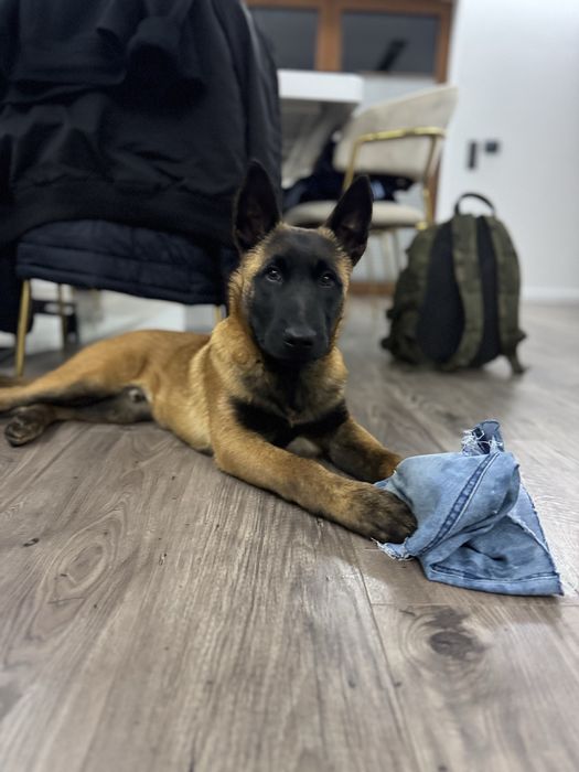 Owczarek belgijski malinois