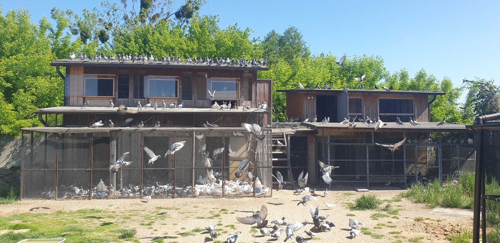 Sprzedam gołębie pocztowe, rozpłodowe, lotowe, stare , młode, delbary.