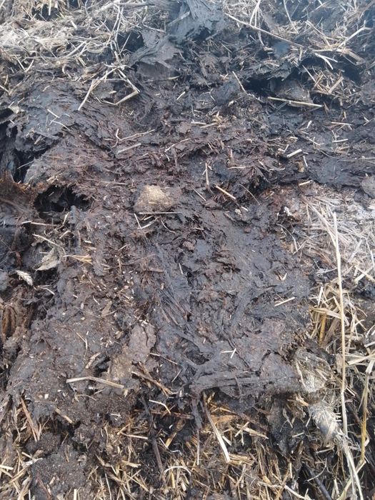 Sprzedam obornik bydlęcy