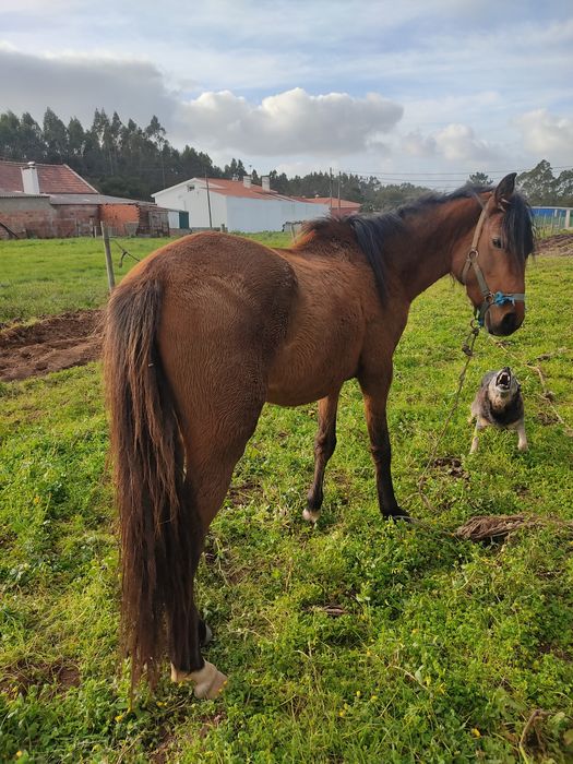 4 anos Lusitano  x inglês troco vaca