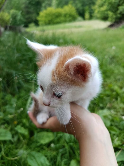 Котики шукають своїх господарів, віддам в добрі руки