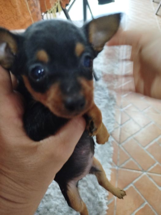 Pincher meiginho