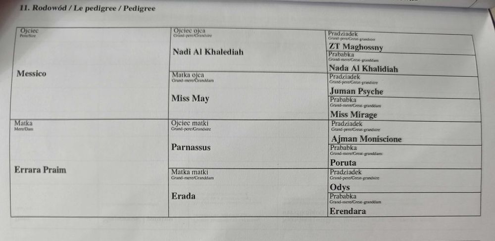 NOWA CENA Wałach 4 lata czysta krew arabska