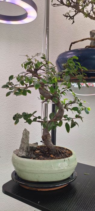 Coleção bonsai interior