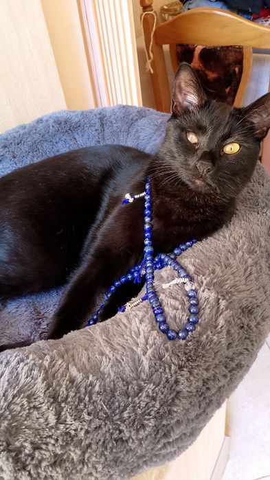 Чудо котик шукає дім