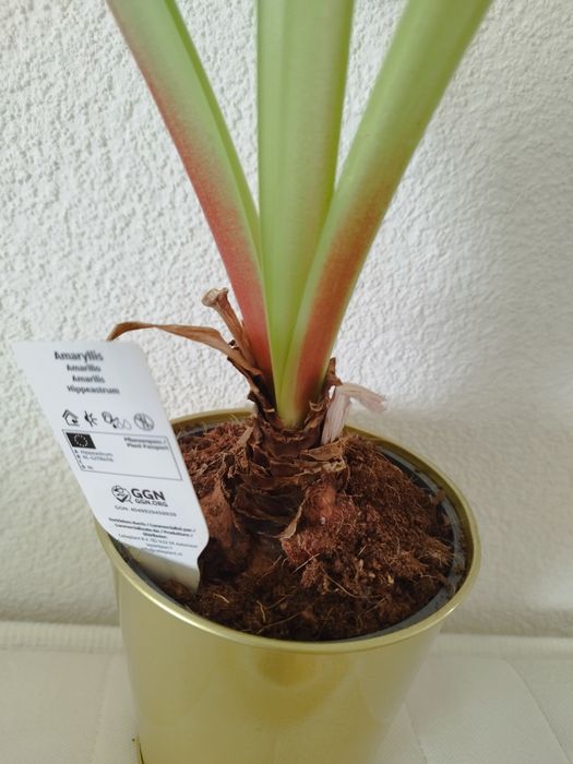 гіпеаструм амаріліс амариллис лілія кімнатна квітка кашпо